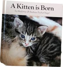 Birth of a Kitten